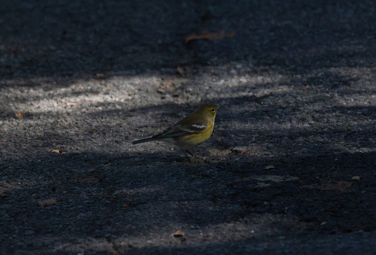 Pine Warbler - ML642779733