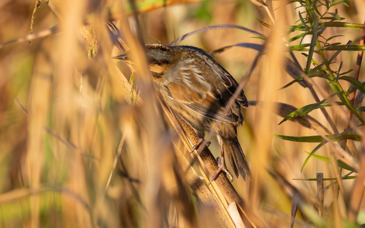 Nelson's Sparrow (Interior) - ML642779735