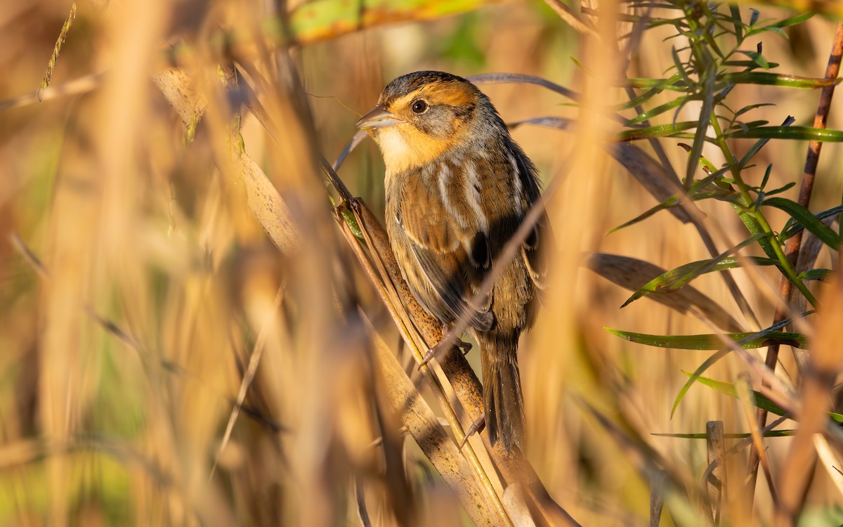 Nelson's Sparrow (Interior) - ML642779736