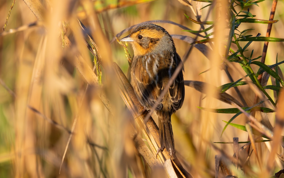 Nelson's Sparrow (Interior) - ML642779737