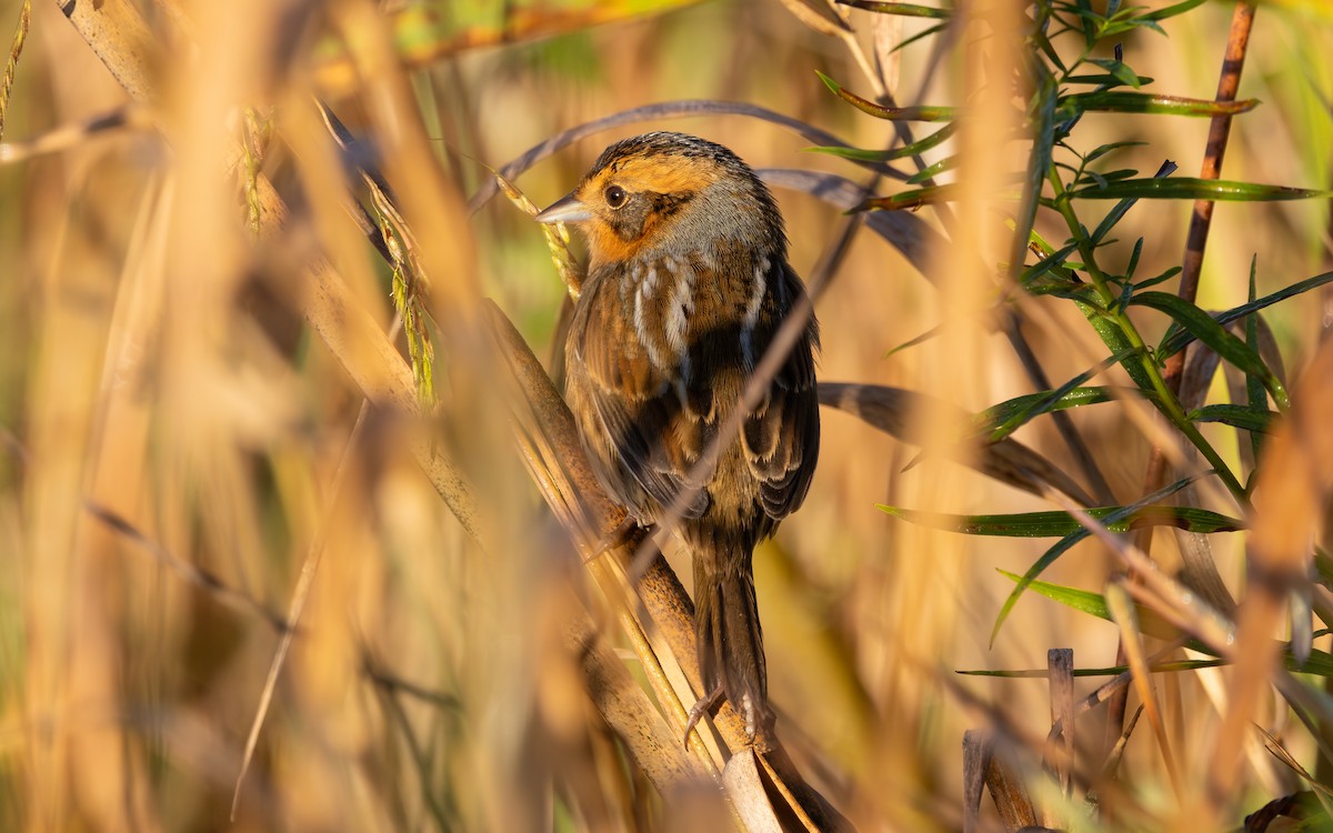 Nelson's Sparrow (Interior) - ML642779738
