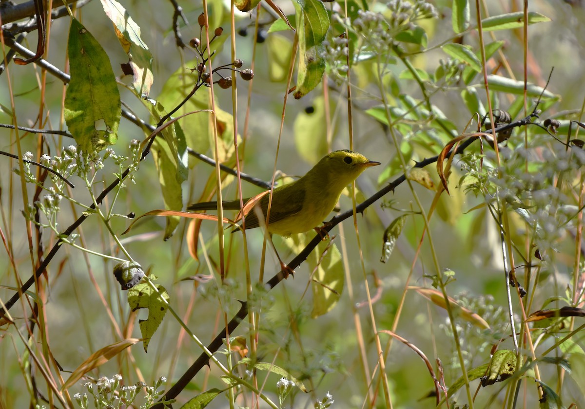 Wilson's Warbler - ML642779739
