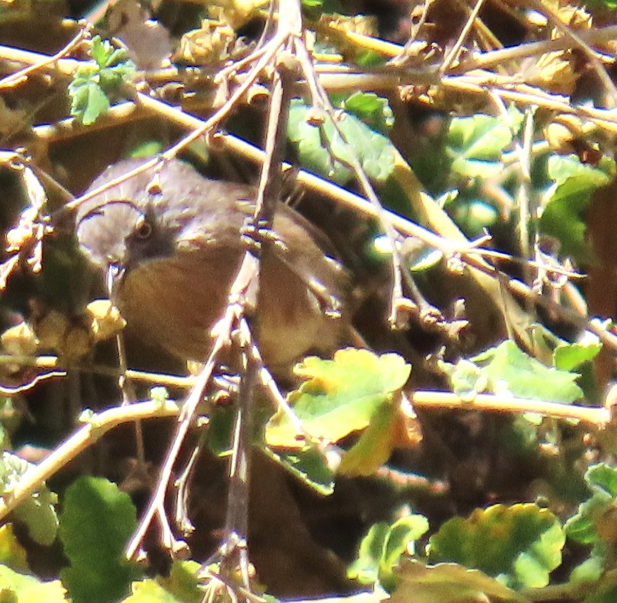Wrentit - ML642779741