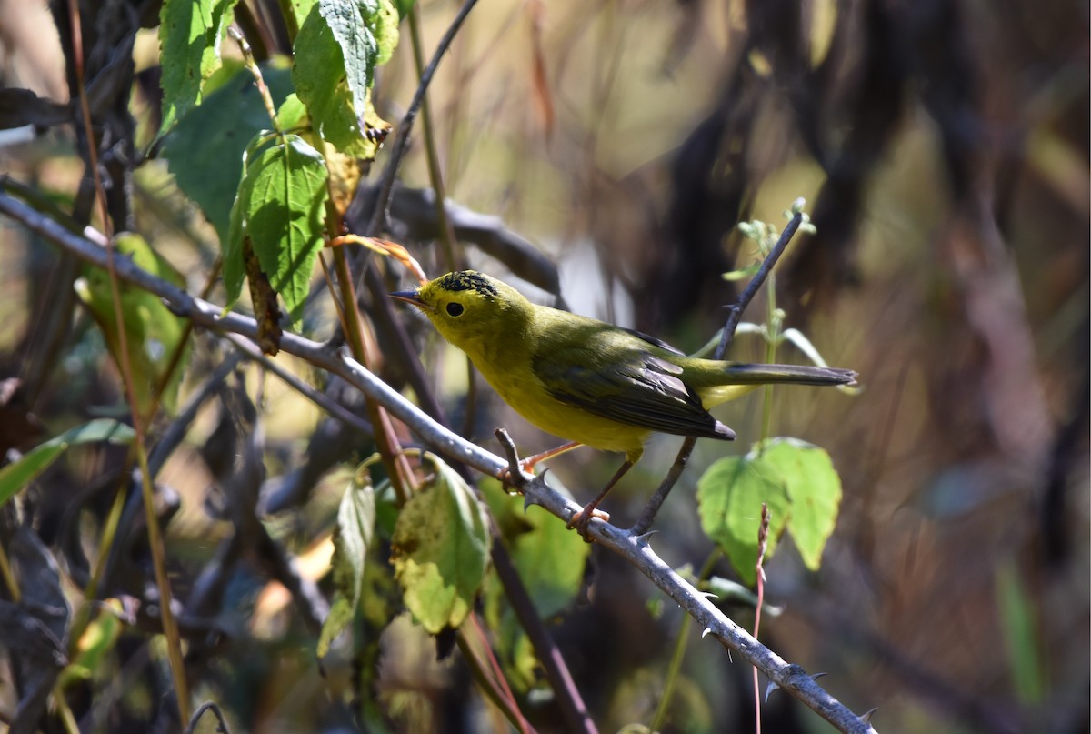 Wilson's Warbler - ML642779755