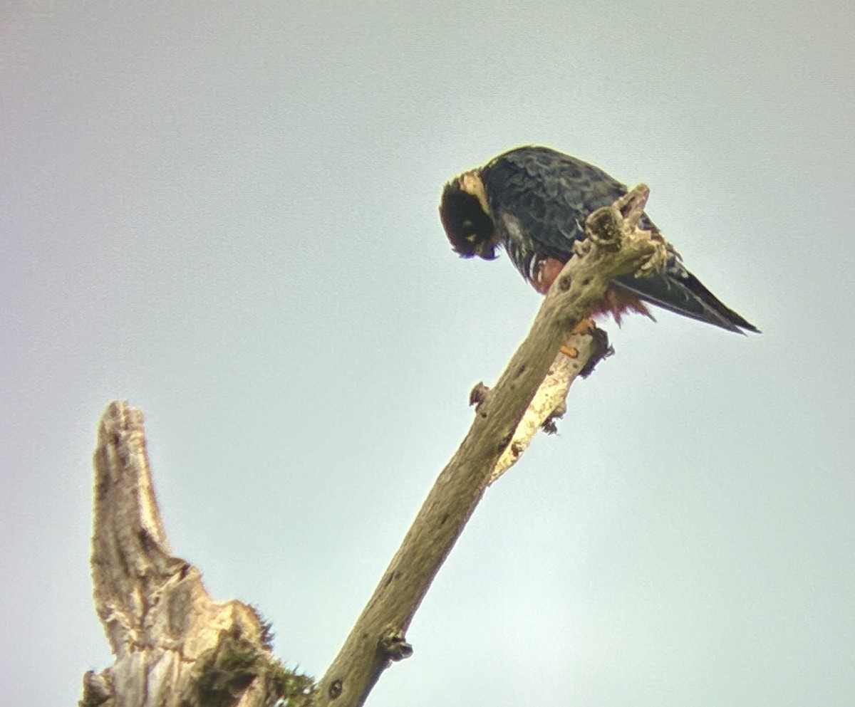 Bat Falcon - ML642779756