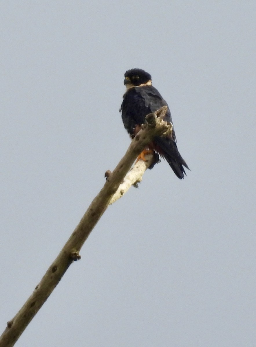 Bat Falcon - ML642779758
