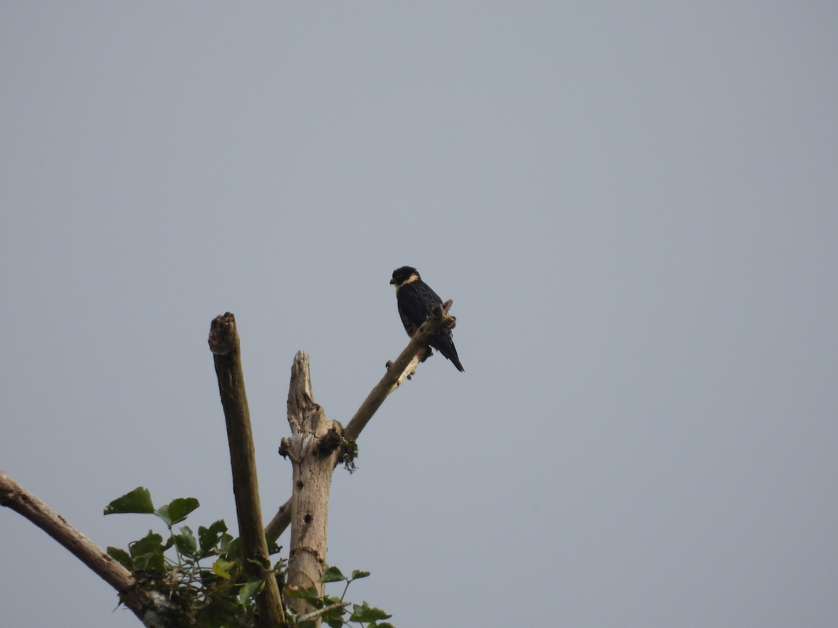 Bat Falcon - ML642779759