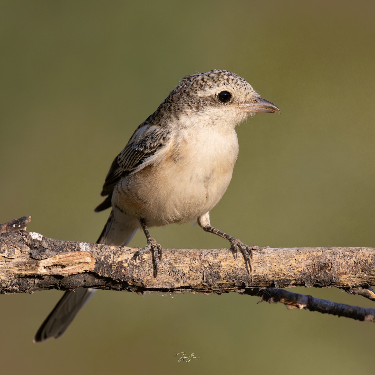 Masked Shrike - ML642779778