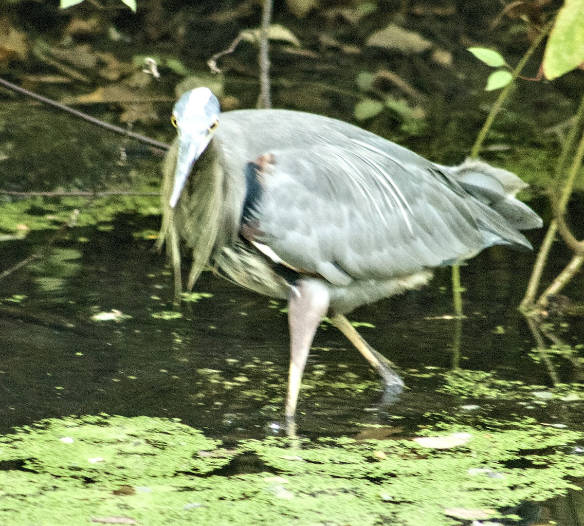 Great Blue Heron - ML642779783