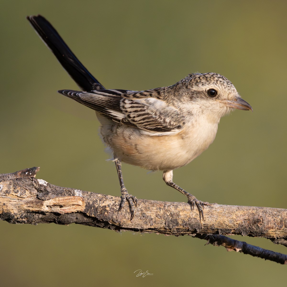 Masked Shrike - ML642779784