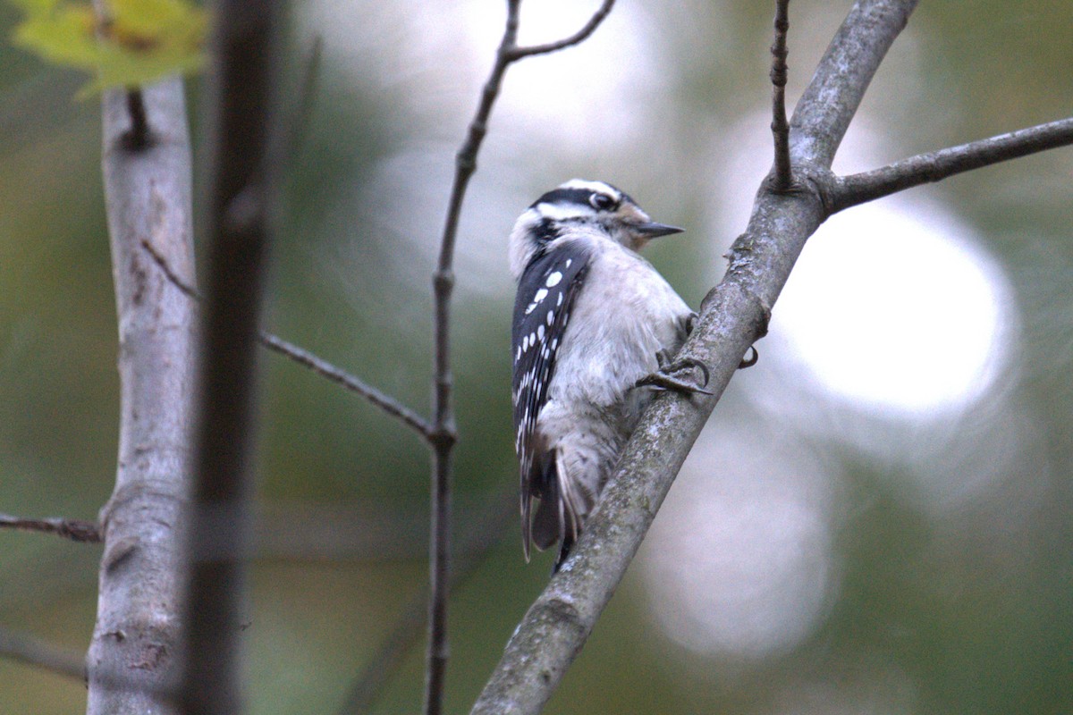 Downy Woodpecker - ML642779790