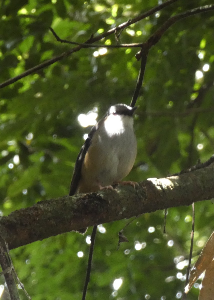 Gray-headed Robin - ML642779804