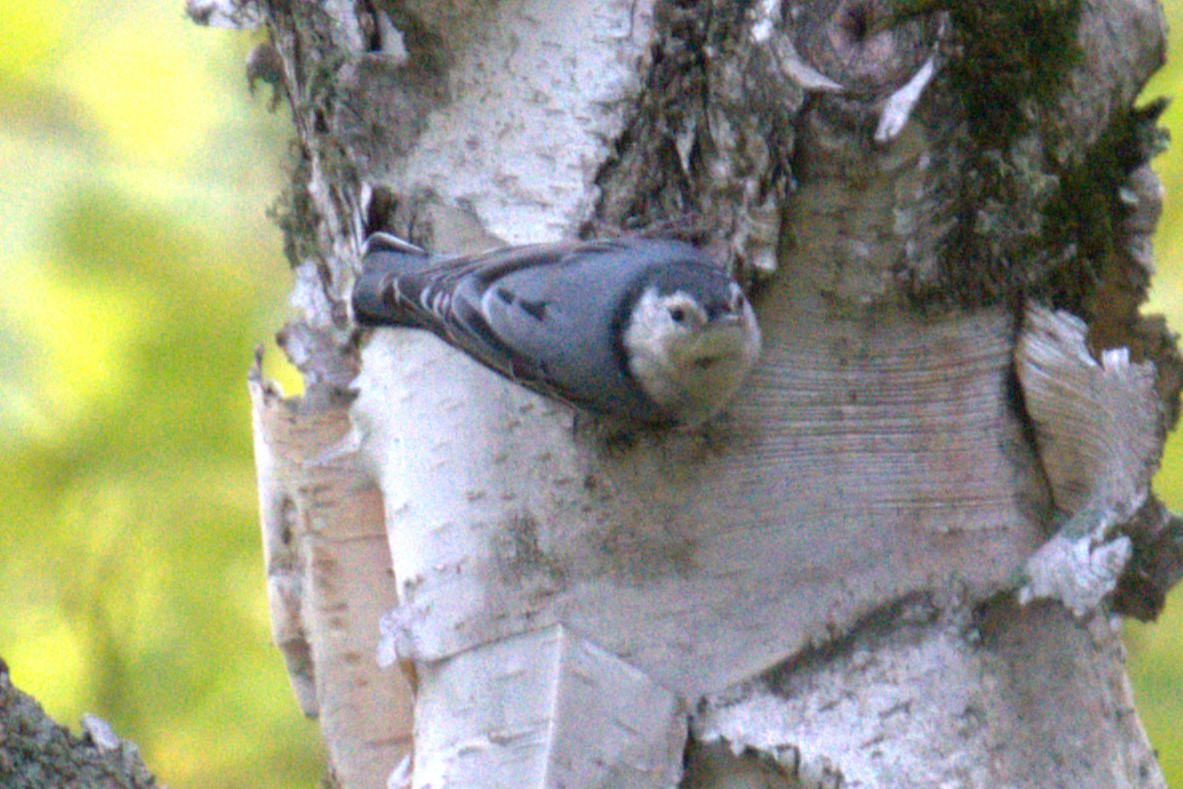 White-breasted Nuthatch - ML642779811