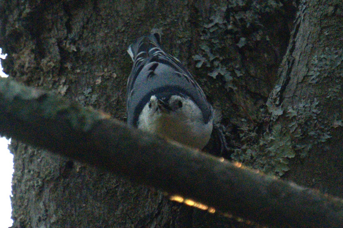 White-breasted Nuthatch - ML642779812