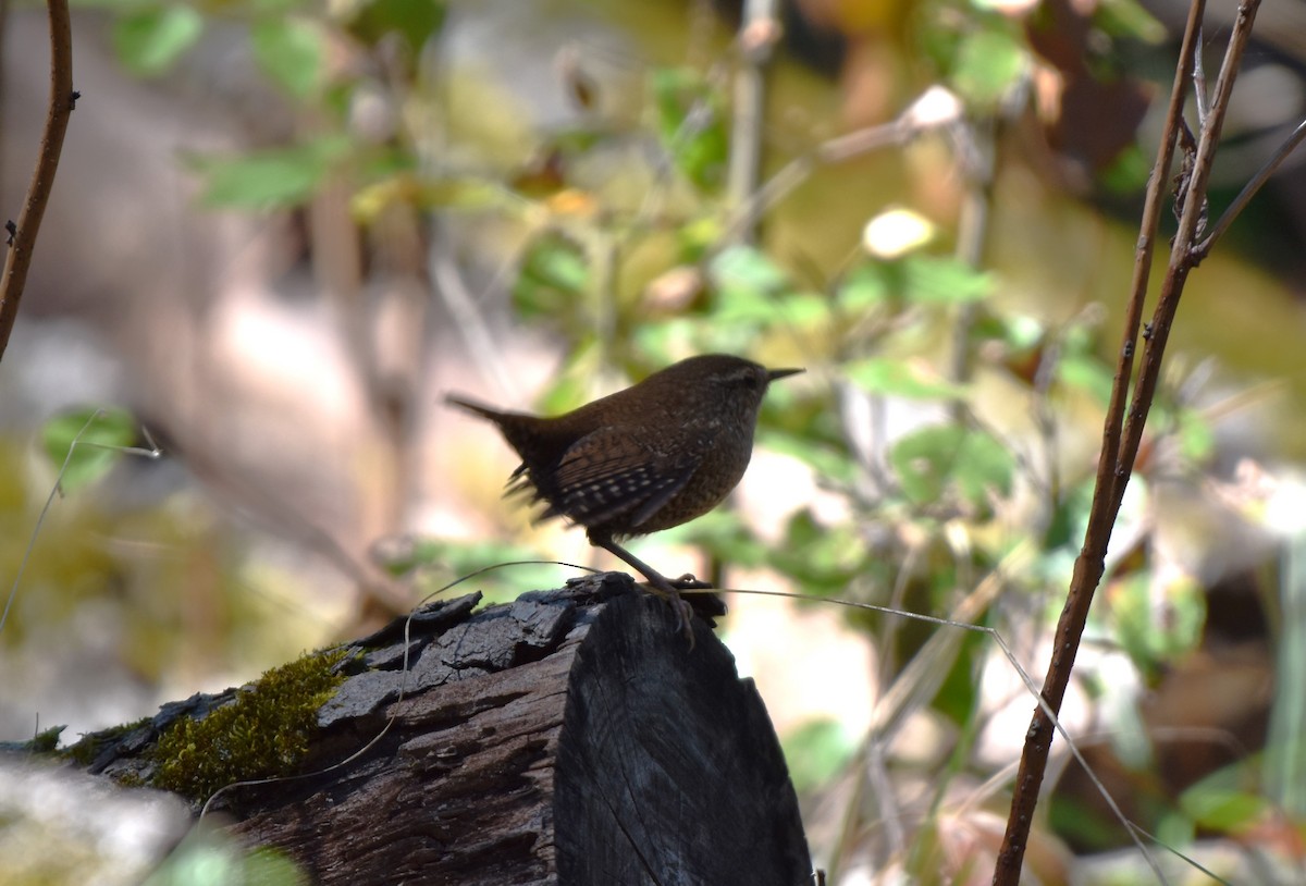 Winter Wren - ML642779816