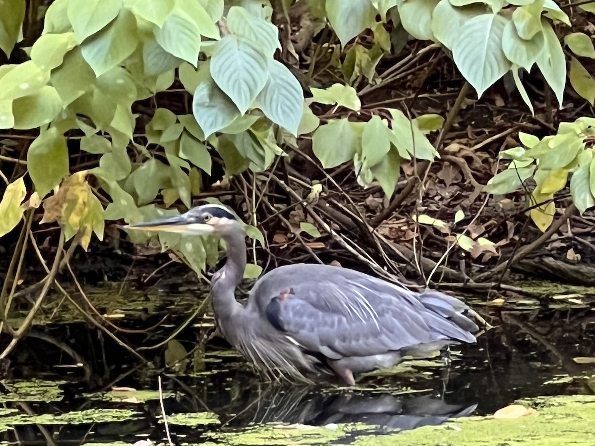 Great Blue Heron - ML642779818