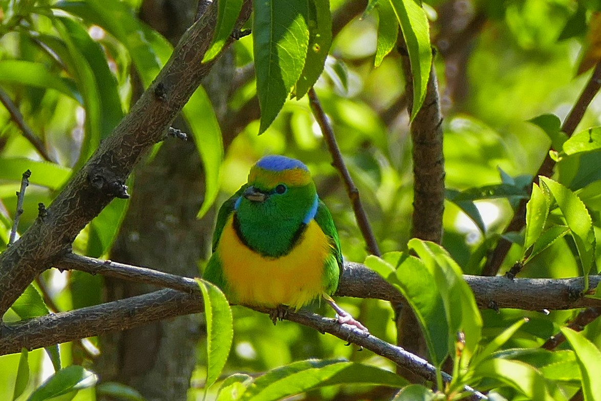 Golden-browed Chlorophonia - ML642779828