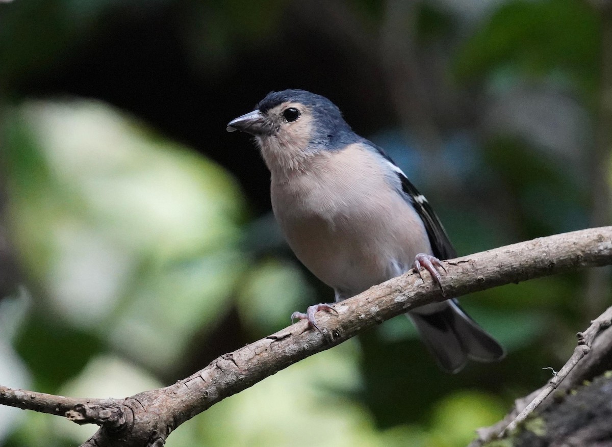 Canary Islands Chaffinch - ML642779829