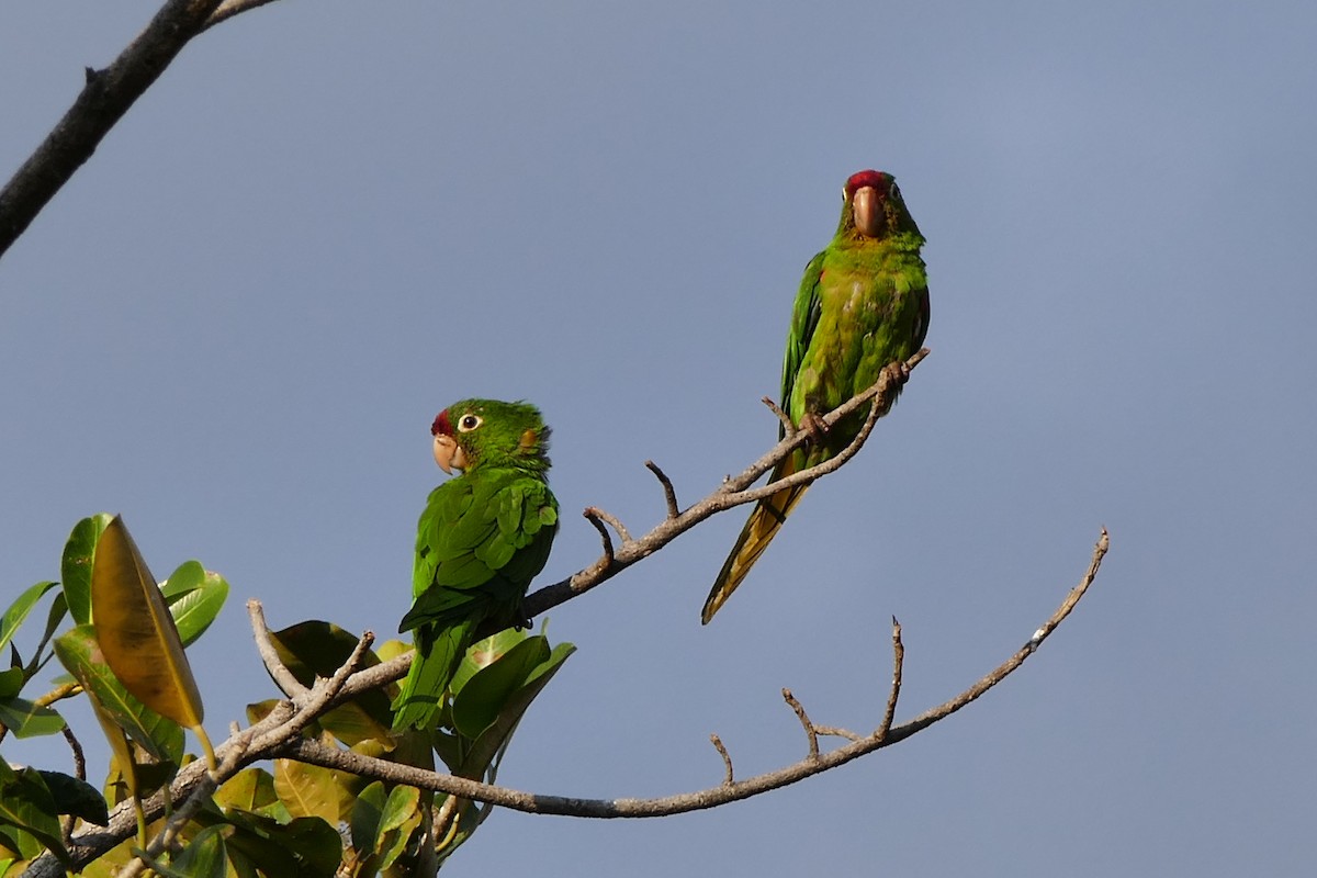 Crimson-fronted Parakeet - ML642779832