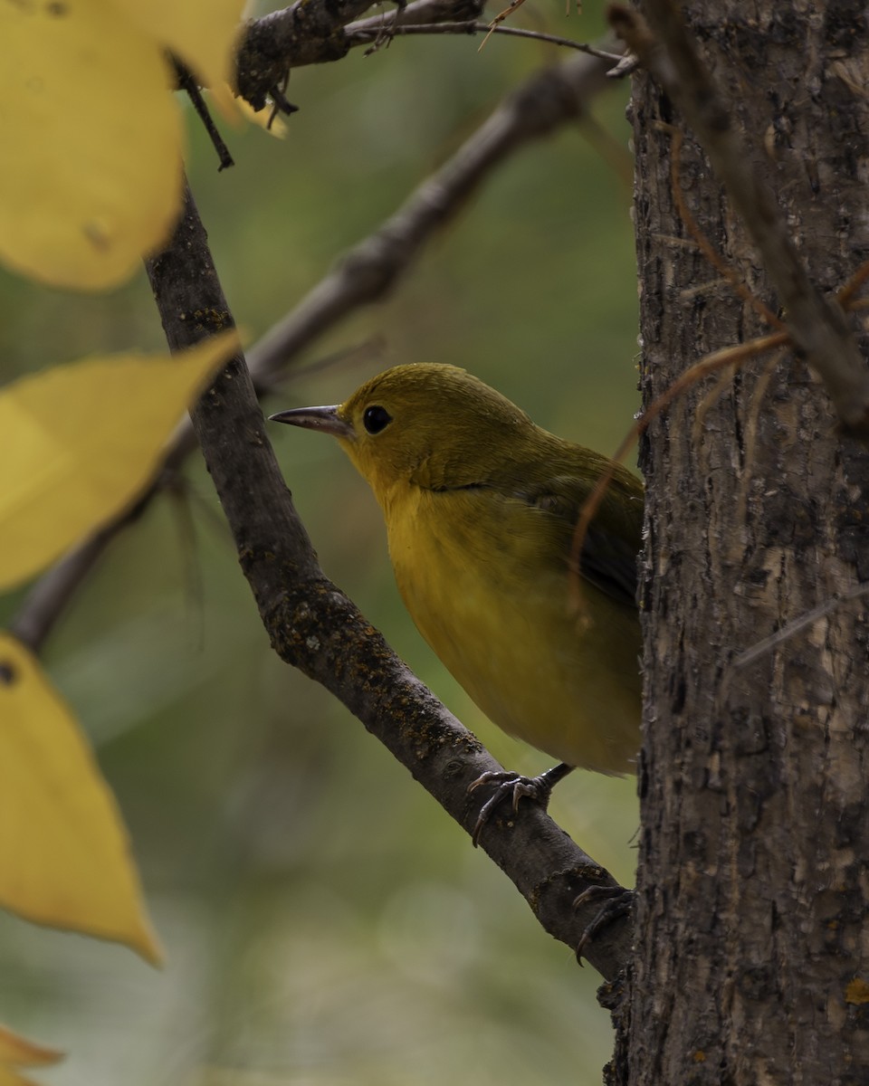 Prothonotary Warbler - ML642779858