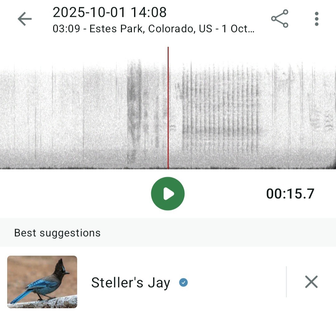 Steller's Jay - ML642779888