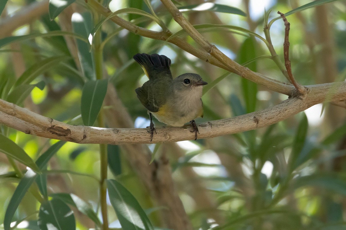 American Redstart - Peggy Steffens