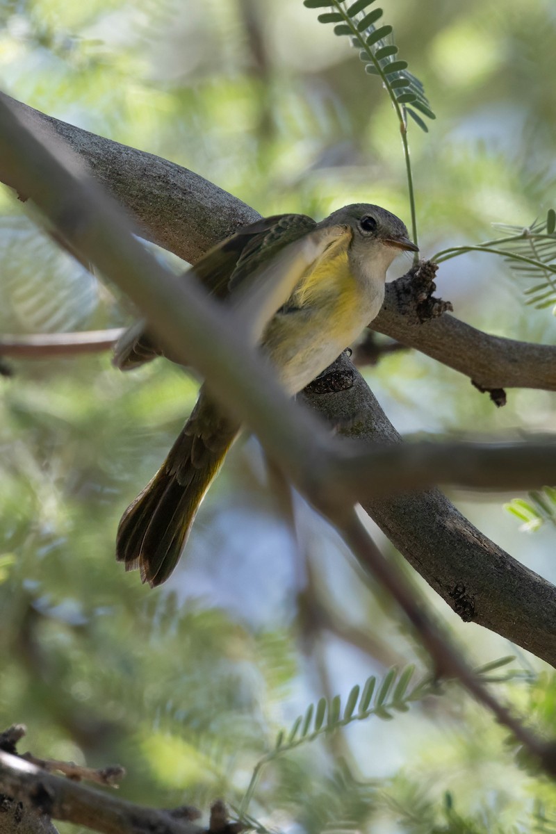 American Redstart - Peggy Steffens