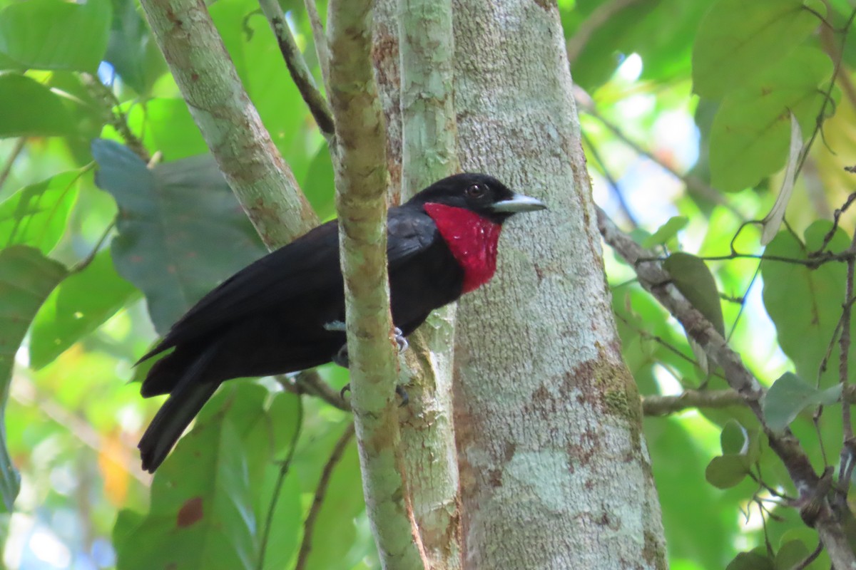 Purple-throated Fruitcrow - ML642779931