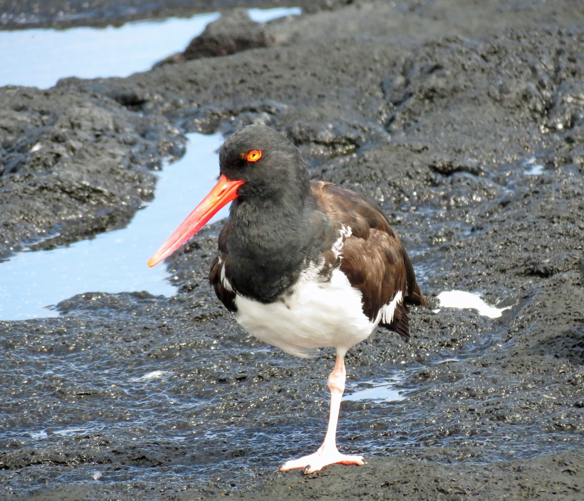 American Oystercatcher - ML642779969