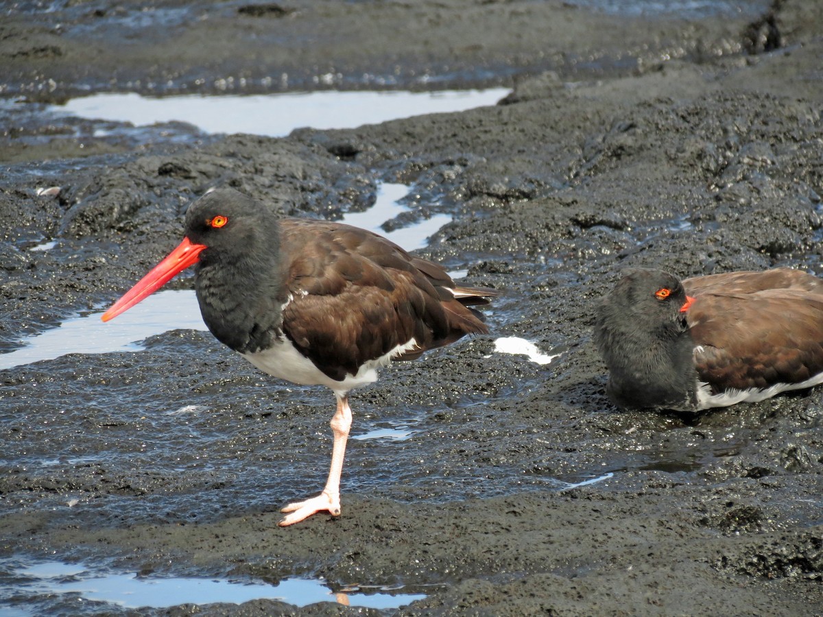 American Oystercatcher - ML642779971