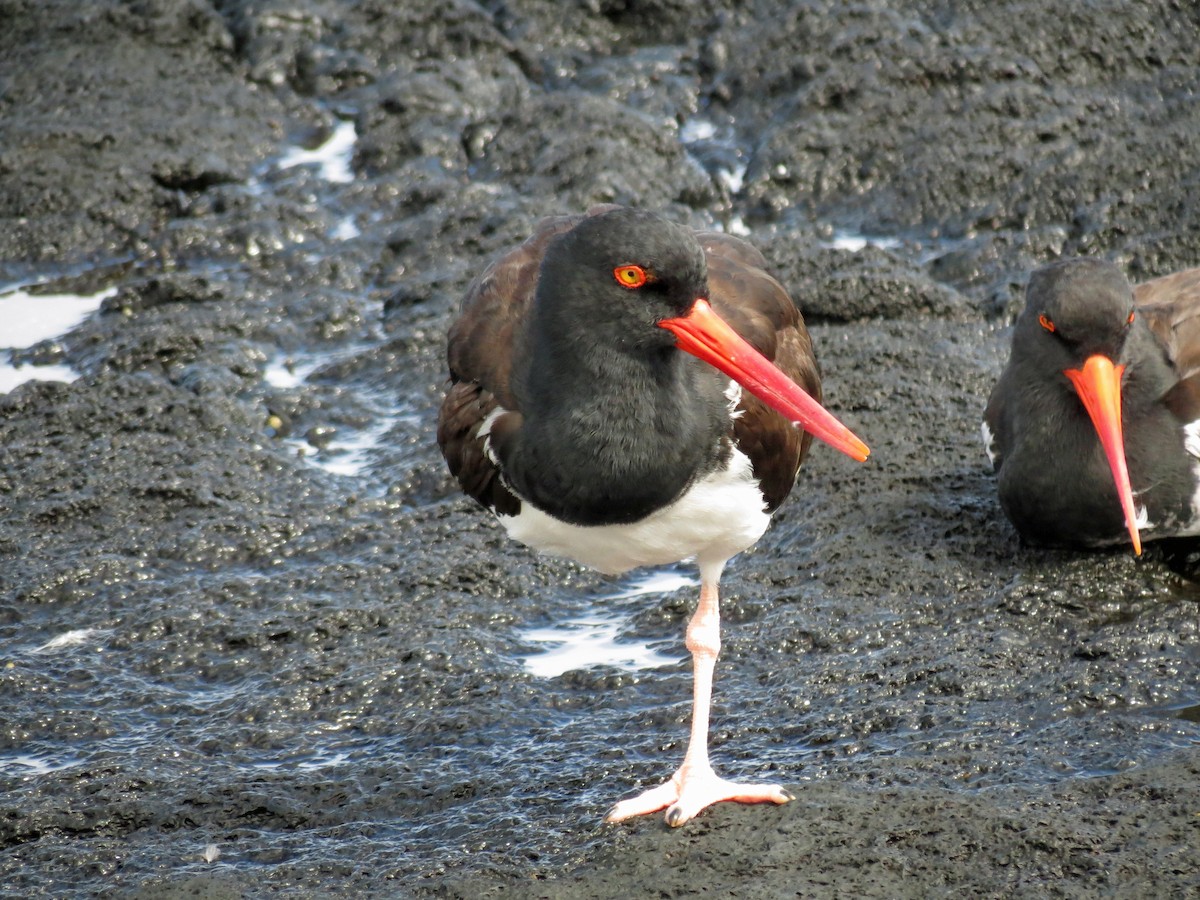American Oystercatcher - ML642779972