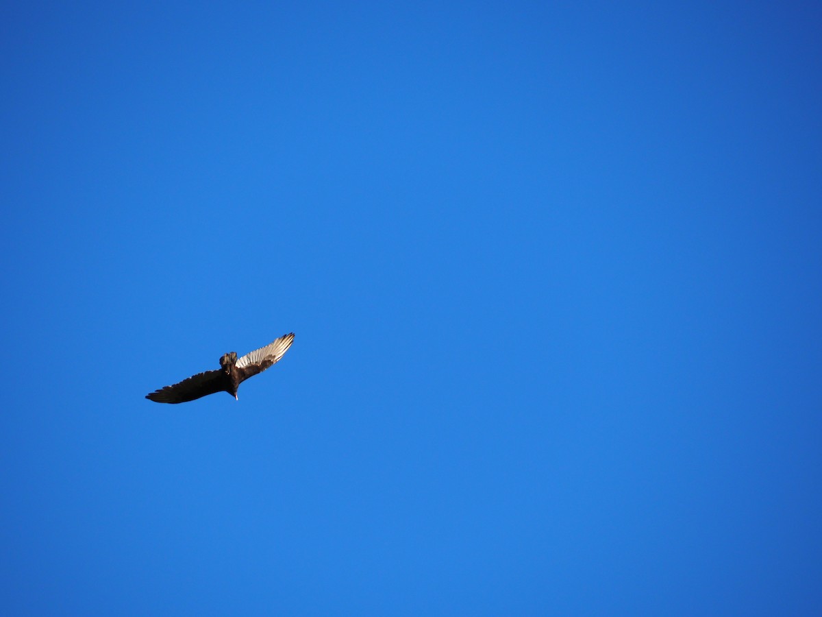 Turkey Vulture - ML642779988