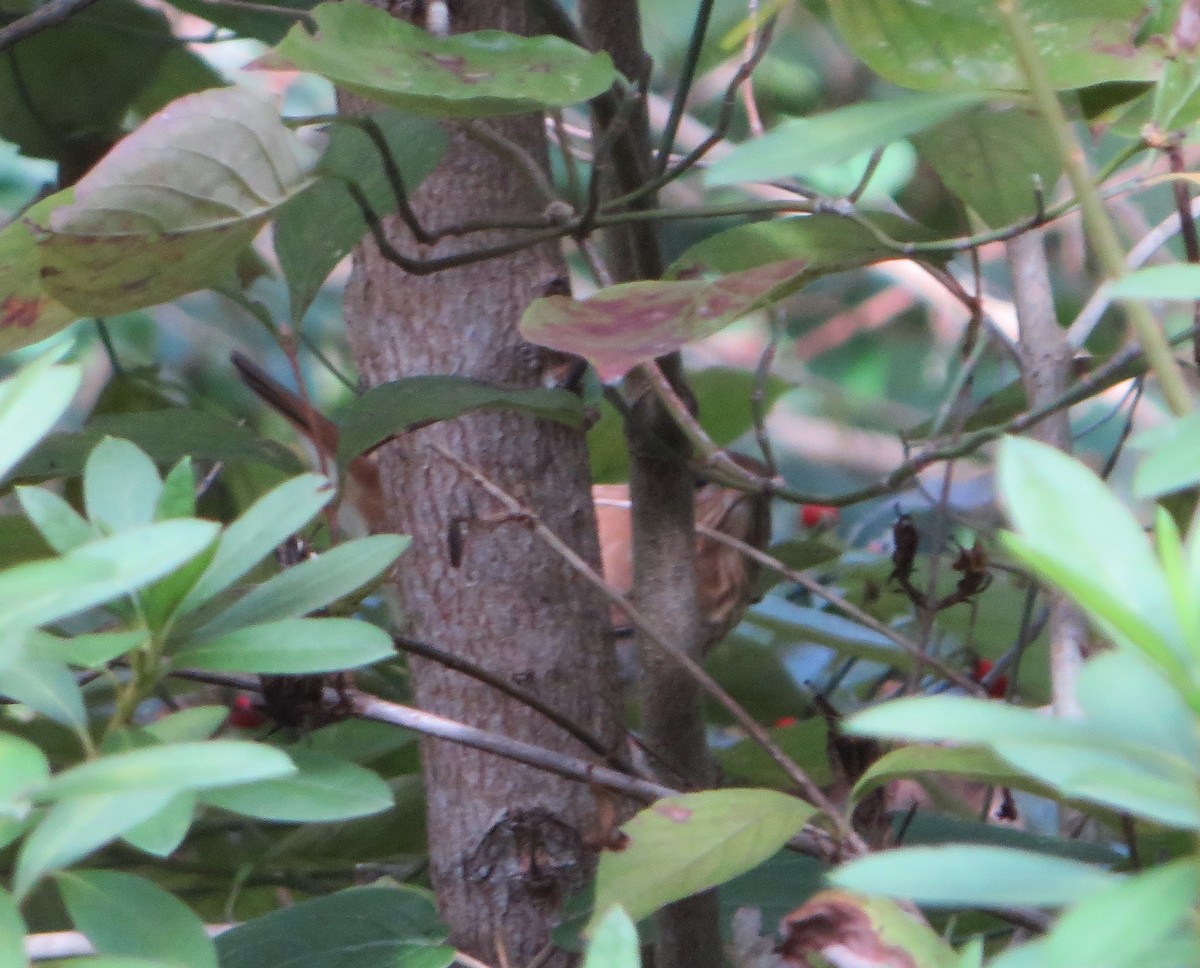 Veery - ML642780011