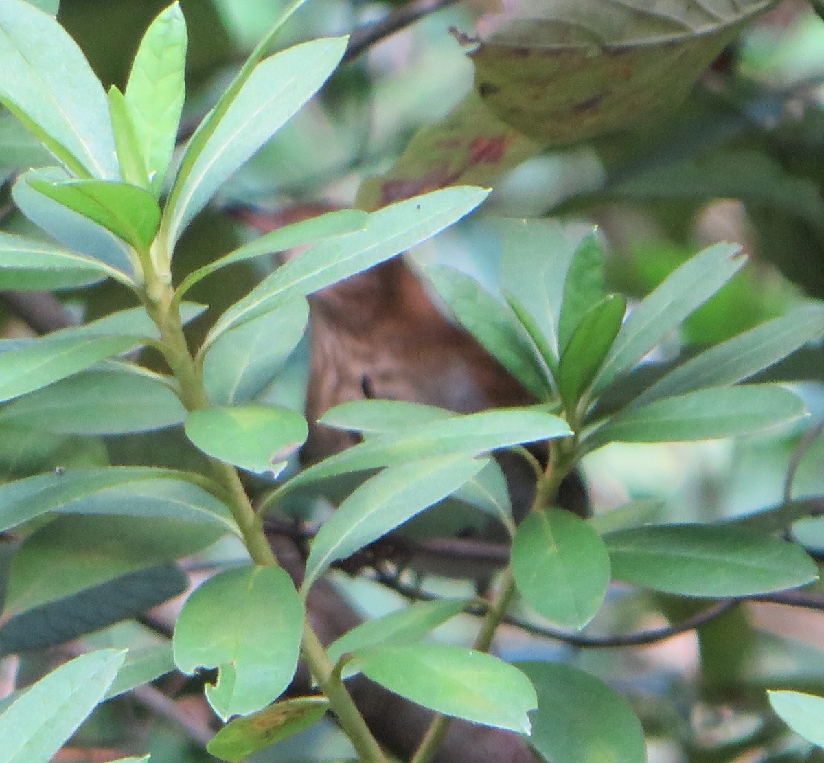 Veery - ML642780013