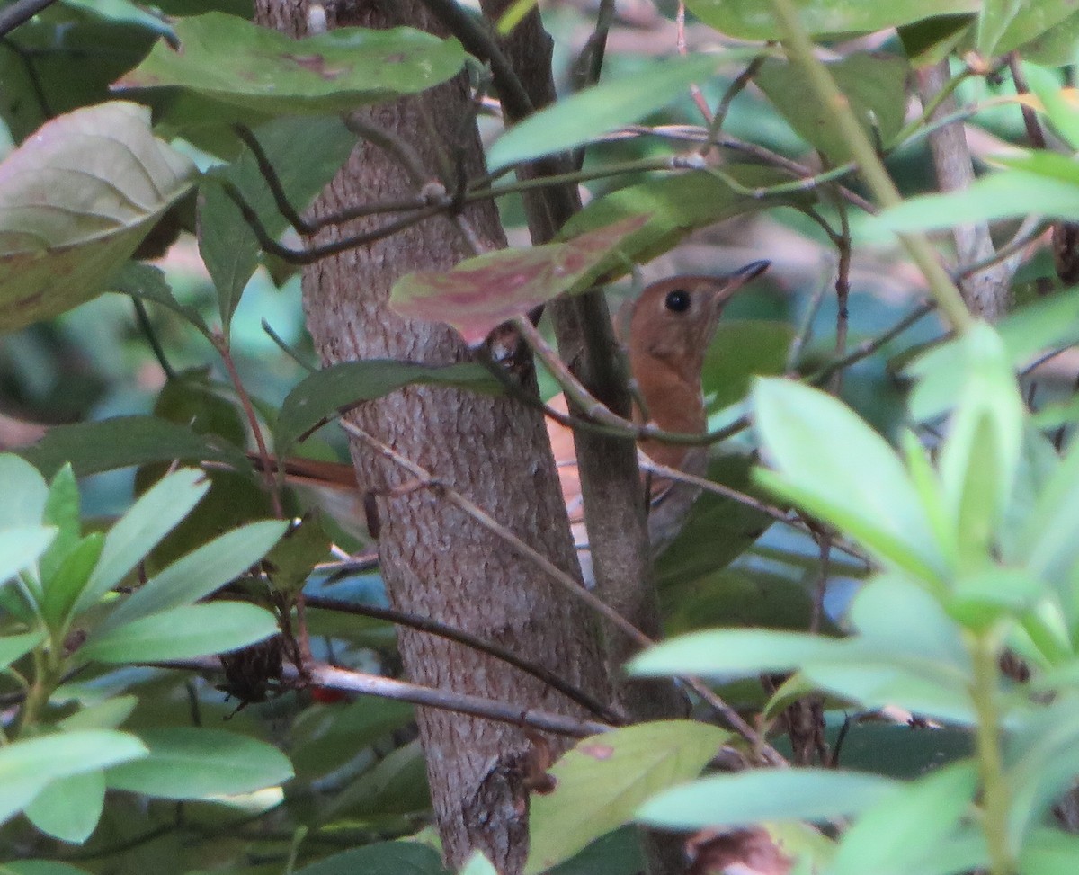 Veery - ML642780014