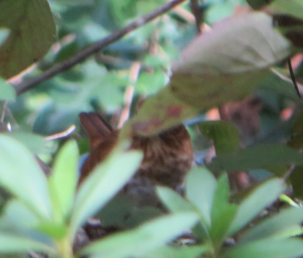 Veery - ML642780015