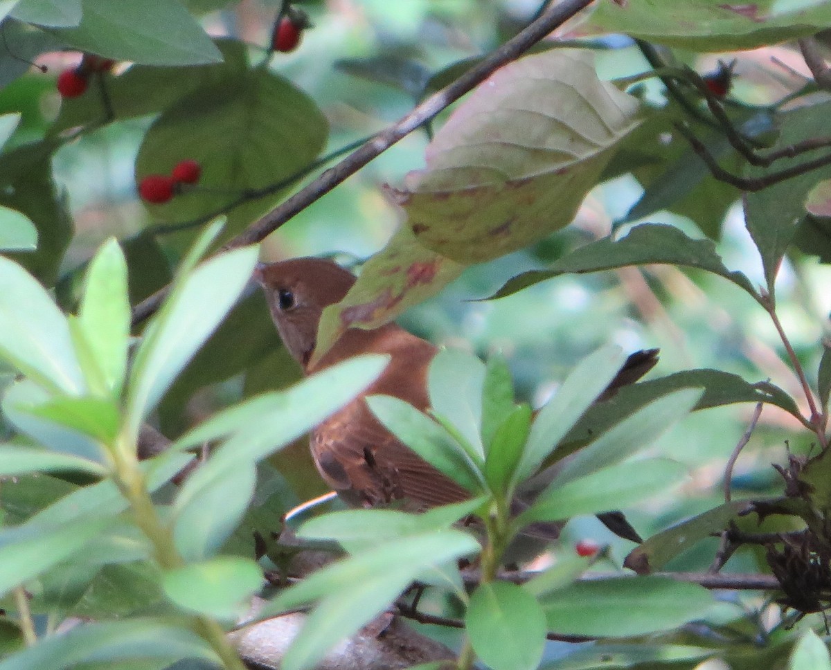Veery - ML642780016