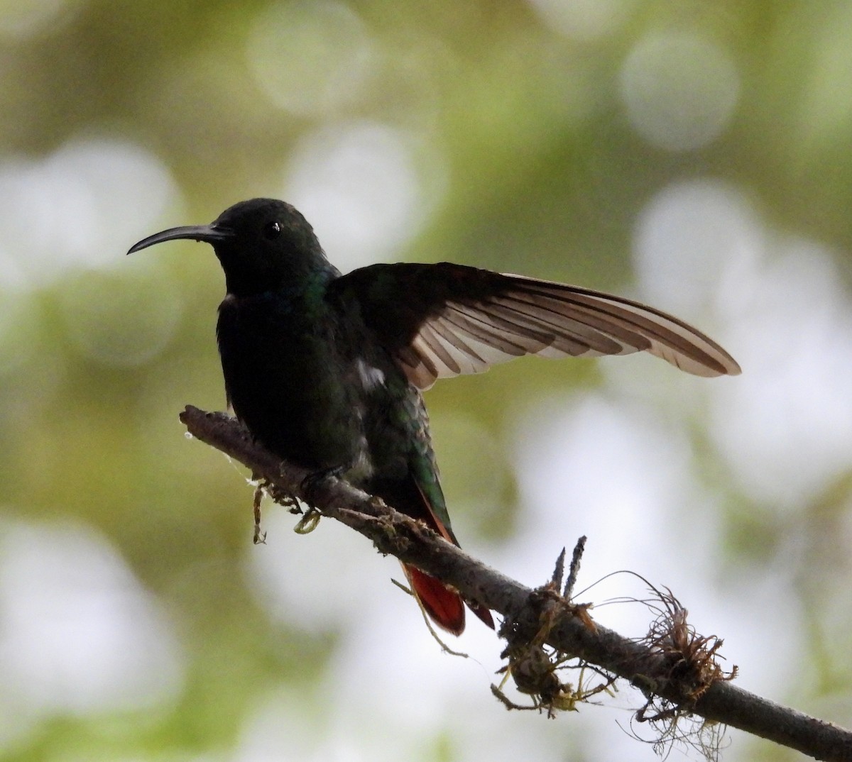 Rufous-tailed Hummingbird - ML642780025