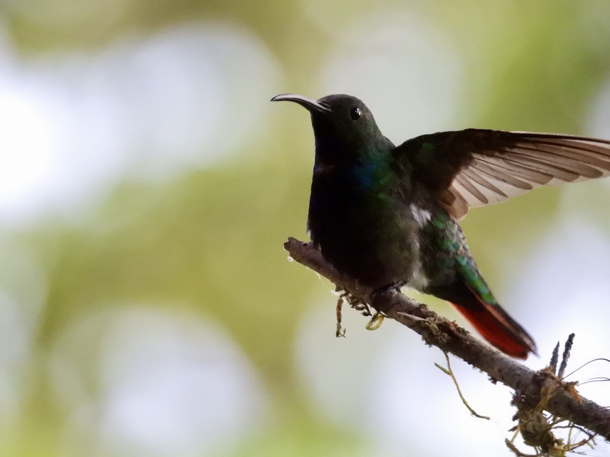 Rufous-tailed Hummingbird - ML642780026