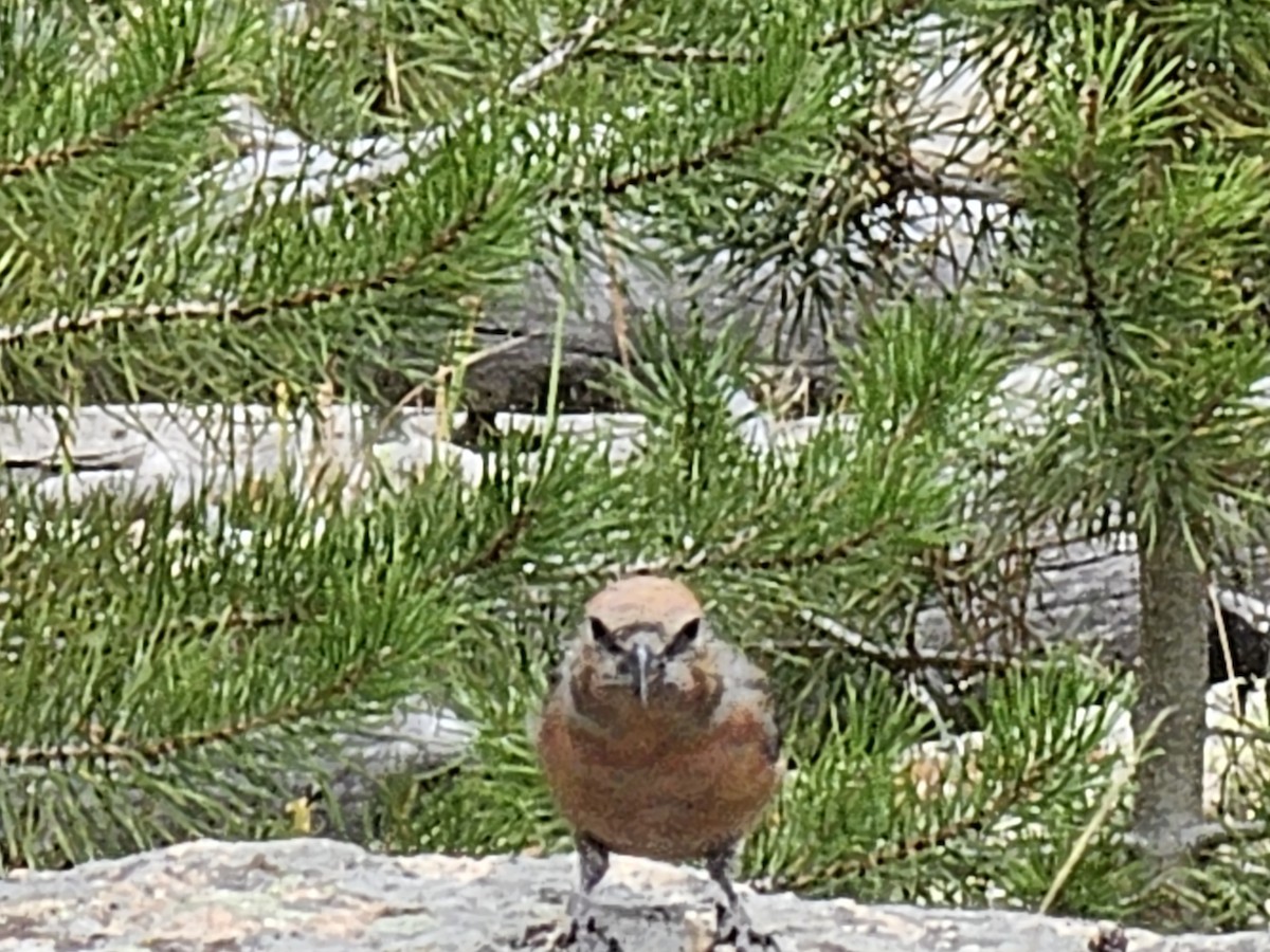 Red Crossbill - ML642780057
