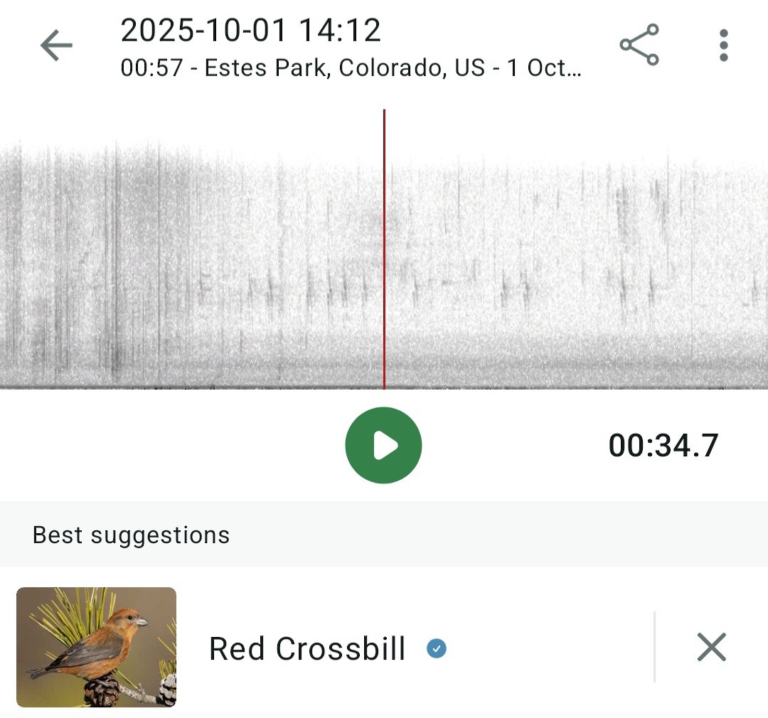 Red Crossbill - ML642780075