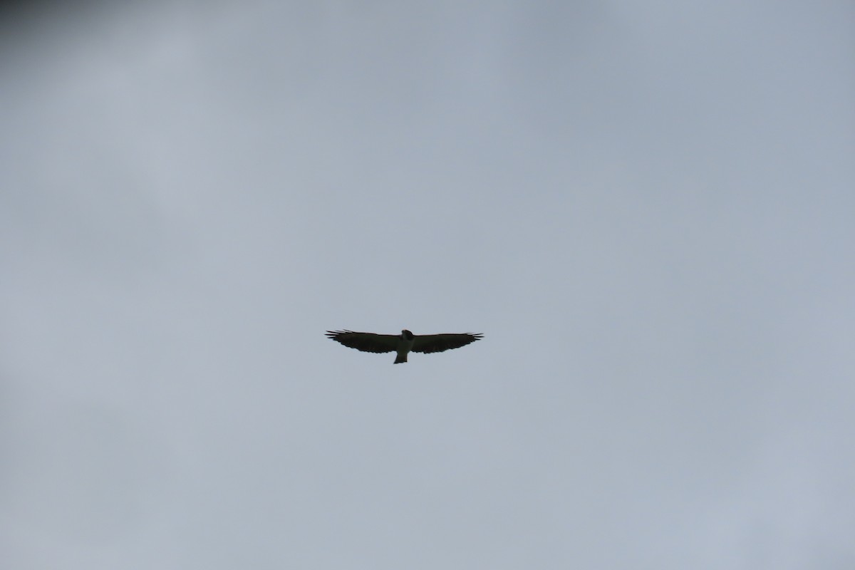 Short-tailed Hawk - ML642780088