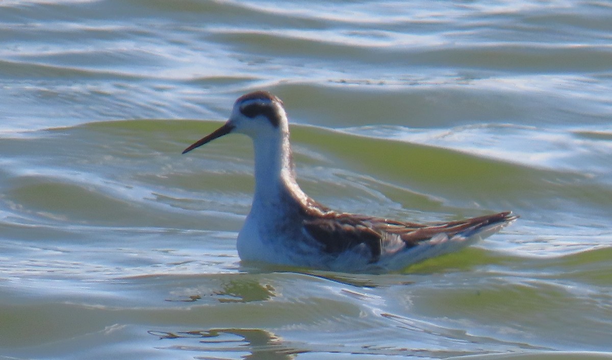Red-necked Phalarope - ML642780097