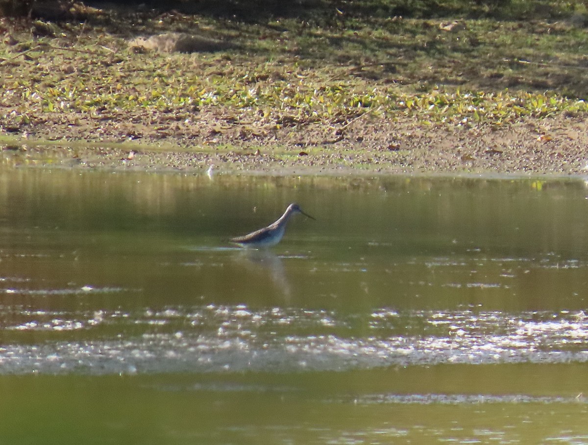 Greater Yellowlegs - ML642780104