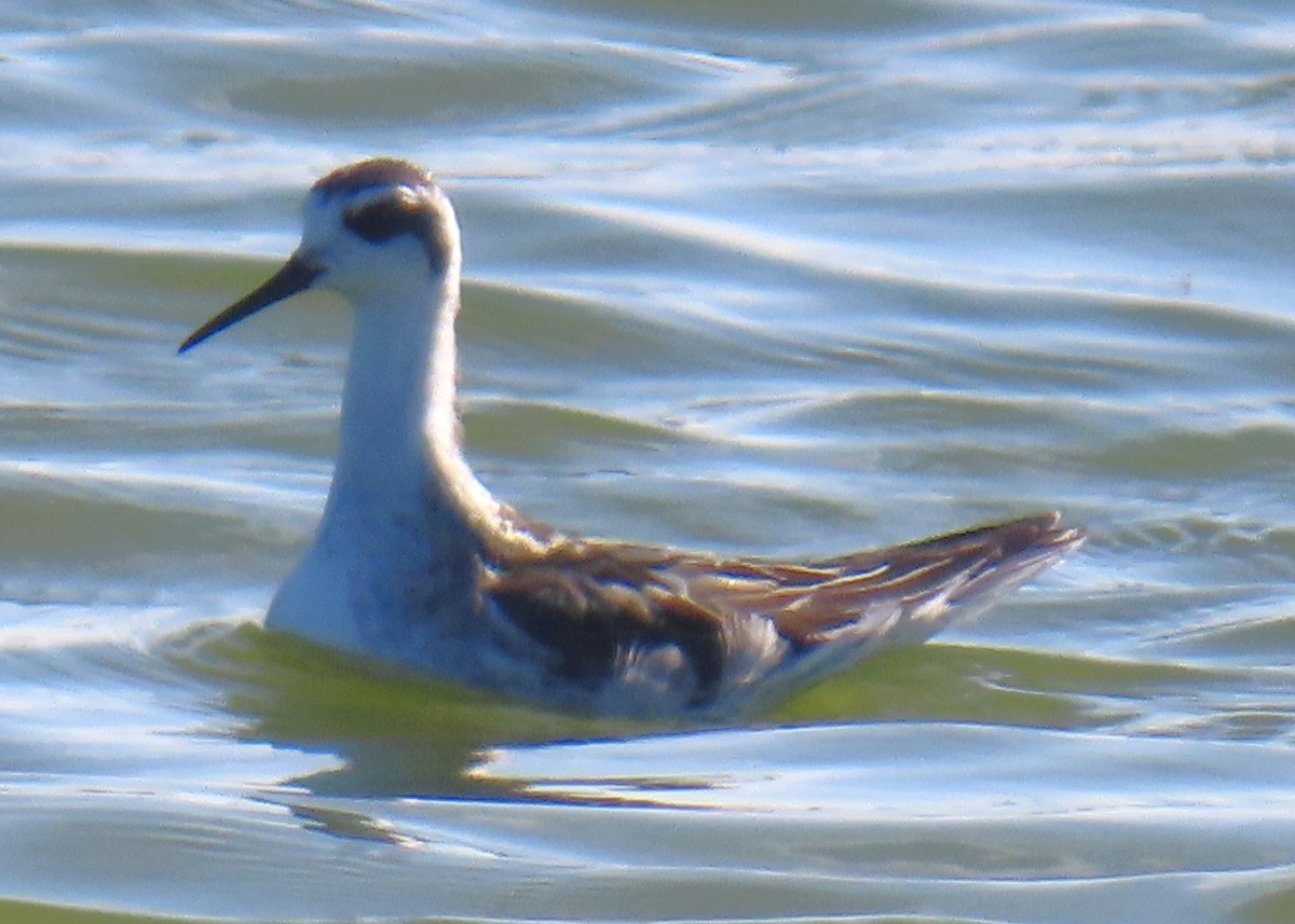 Red-necked Phalarope - ML642780105