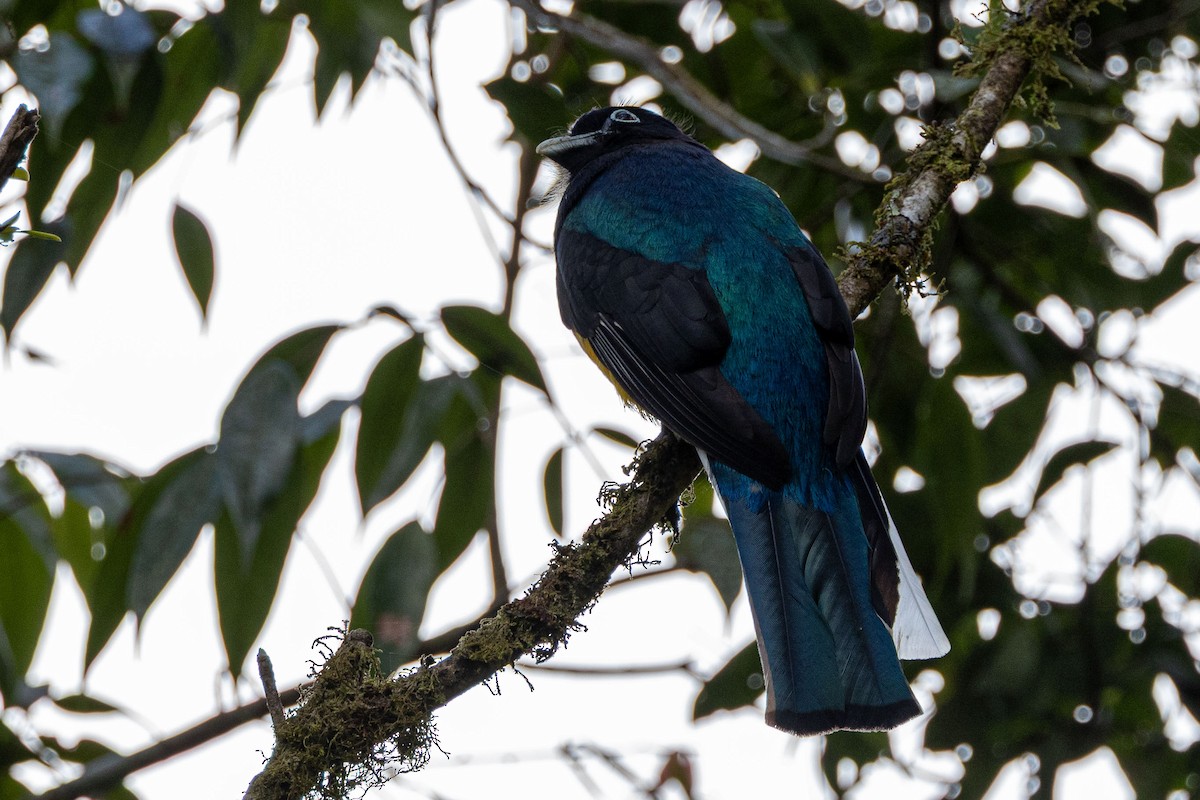 Green-backed Trogon - ML642780111