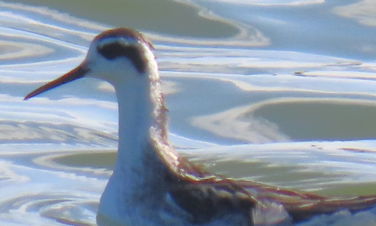 Red-necked Phalarope - ML642780112