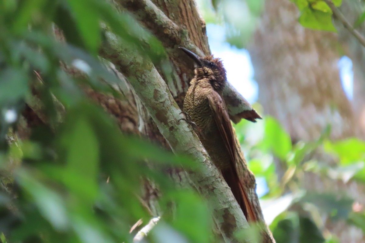 Northern Barred-Woodcreeper - ML642780116
