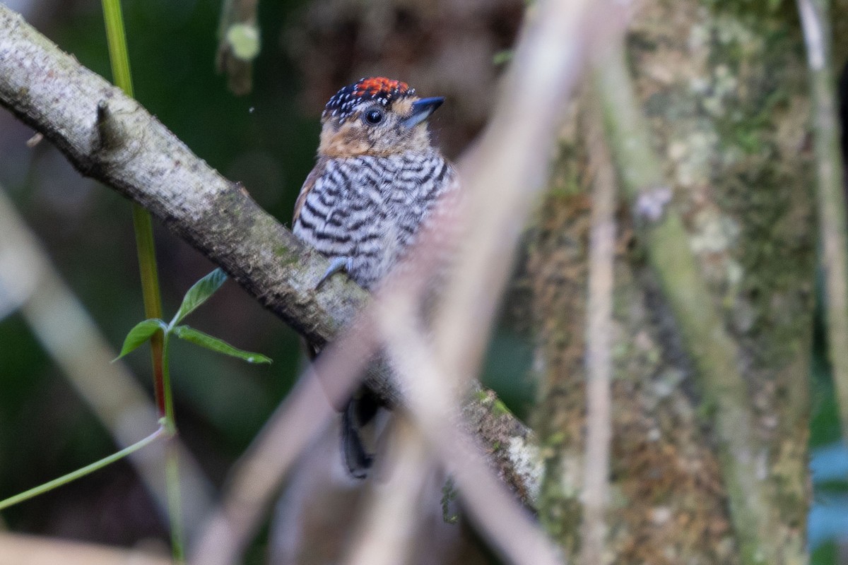 Ochre-collared Piculet - ML642780124
