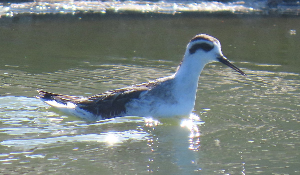 Red-necked Phalarope - ML642780126